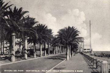 Ventimiglia - Palmizio della passeggiata al mare Ventimiglia - Palmizio della passeggiata al mare